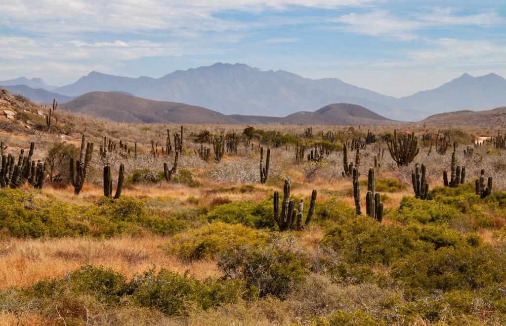 Cactus and mountains in the Sierra de Laguna Biosphere Reserve right outside Todos Santos