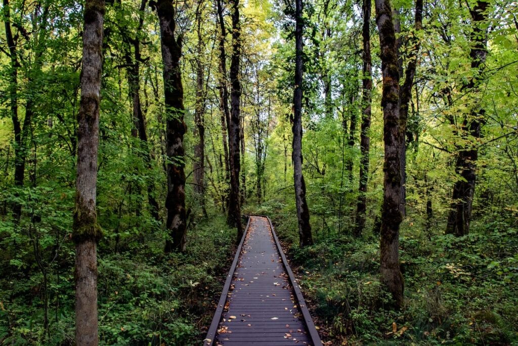 Wooden boardwalk through lush Pacific Northwest forest