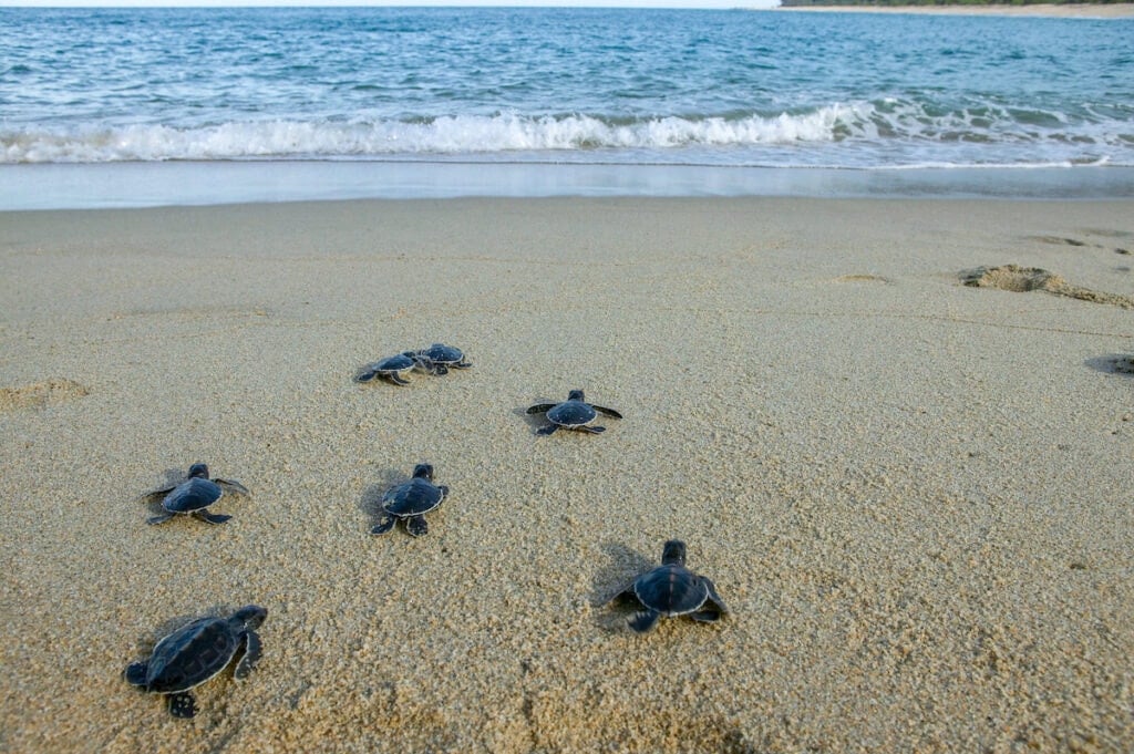 baby sea turtles crawl on the sand toward the ocean