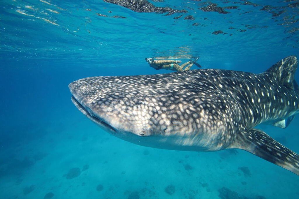 Swimming with whale sharks is one of the best things to do from Todos Santos