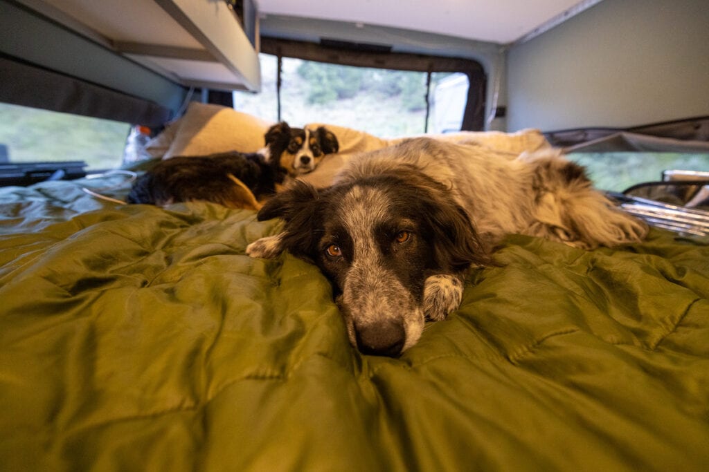 Two dogs laying on a blanket on the bed inside a Sprinter camper van