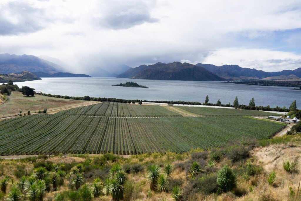 Landscape view out over vineyard at winery in New Zealand with bay and mountains as backdrop