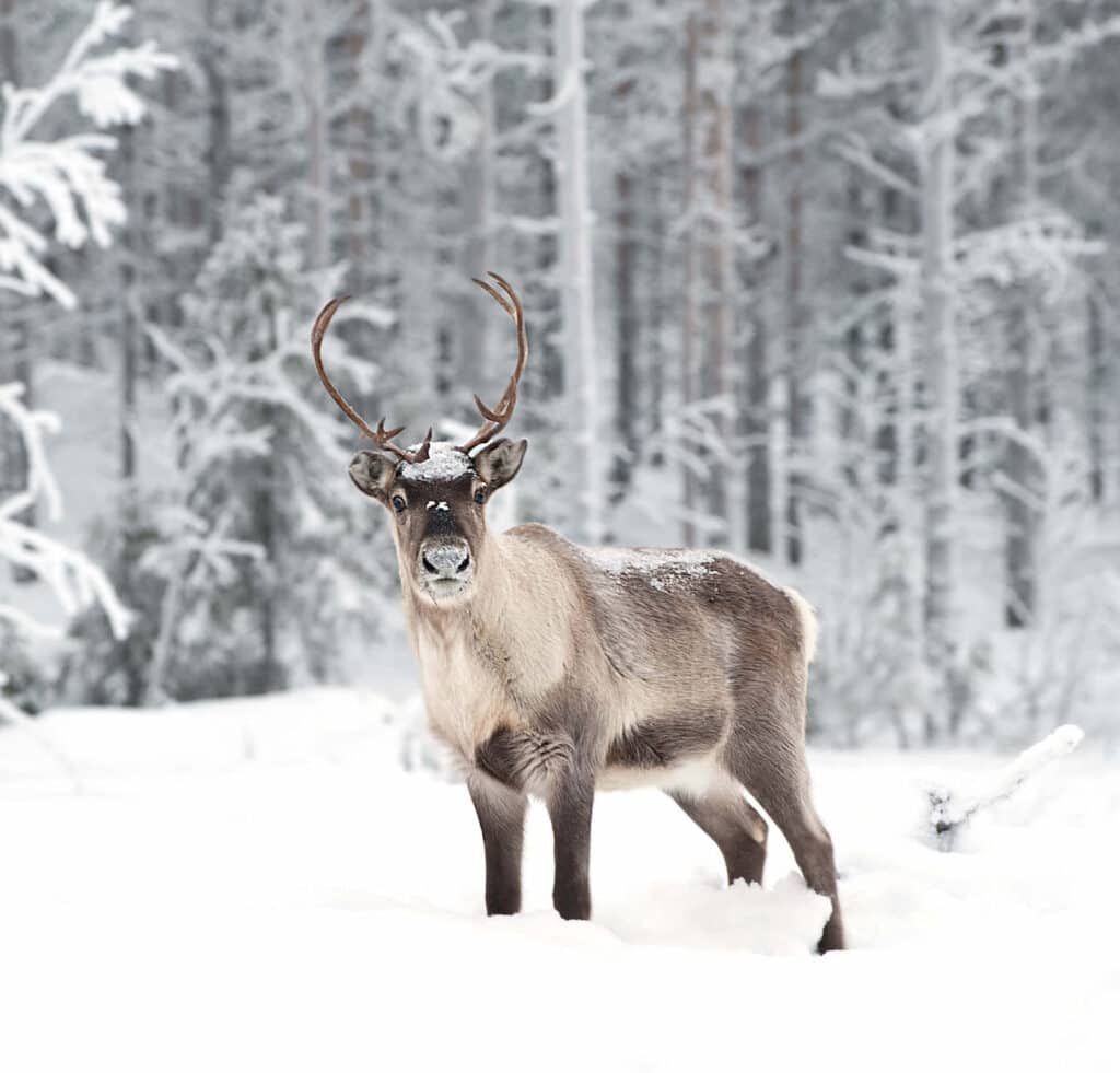 Reindeer with antlers standing in snowy looking up at camera surrounded by snowy forest landscape 