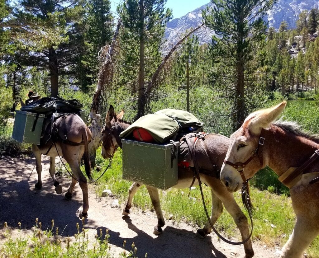 Pack donkeys on the John Muir Trail carrying JMT resupply packages to hikers