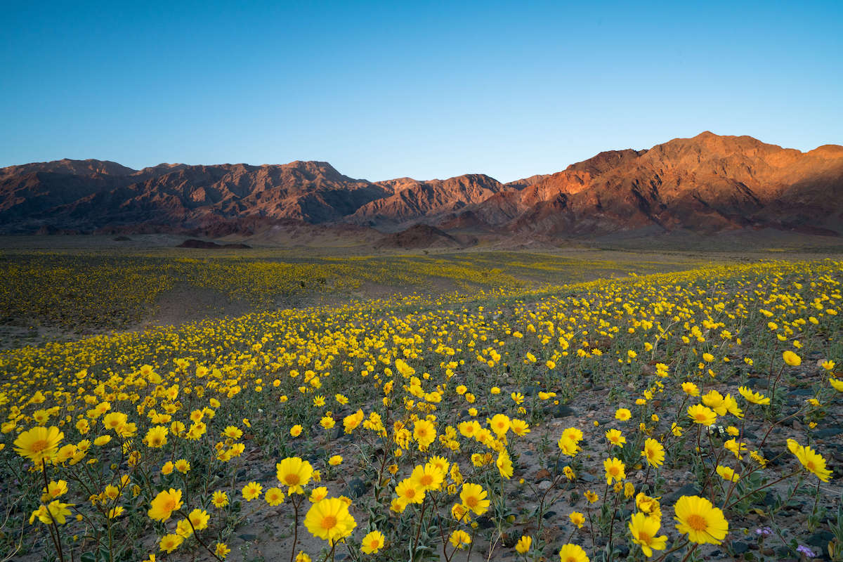 Landscape photo in Death Valley National Park field of yellow wildflowers and rocky mountains in the distance