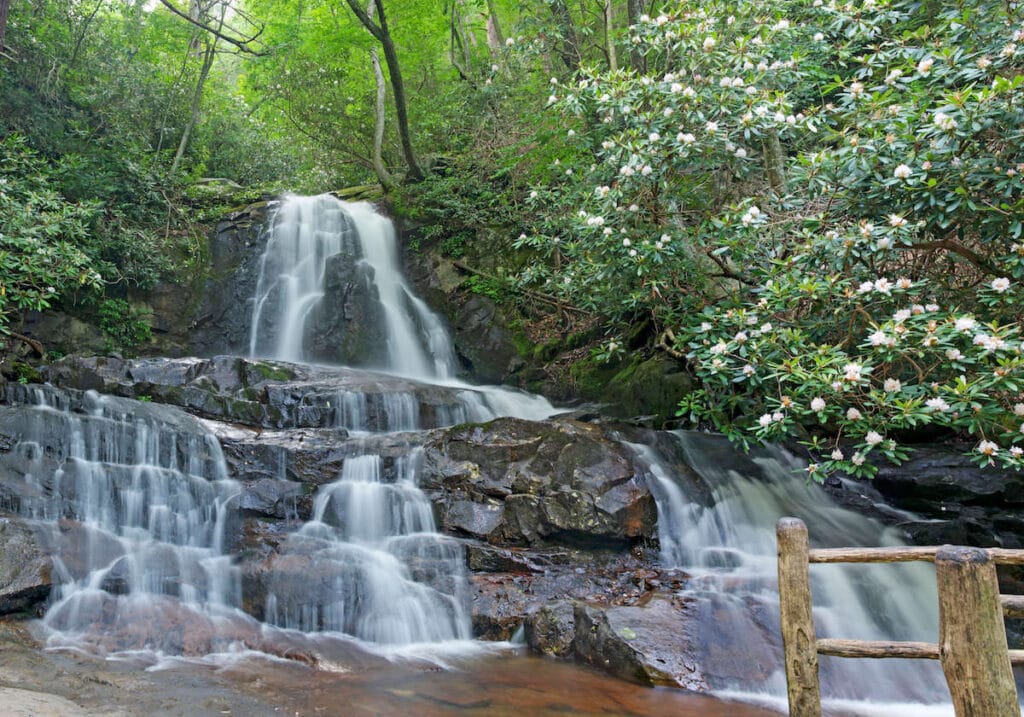 Cascading Laurel Falls in Smoky Mountains National Park surrounded by flowering trees and spring vegetation