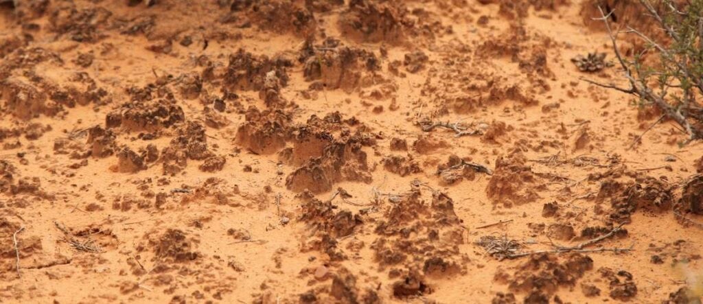 low to ground close up photo of cryptobiotic soil crust in desert of Utah