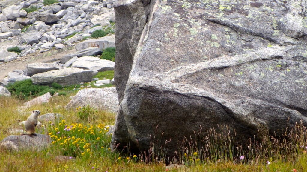 A marmot perched on a granite rock among wildflowers in Cirque of the Towers, Wind River Range, Wyoming