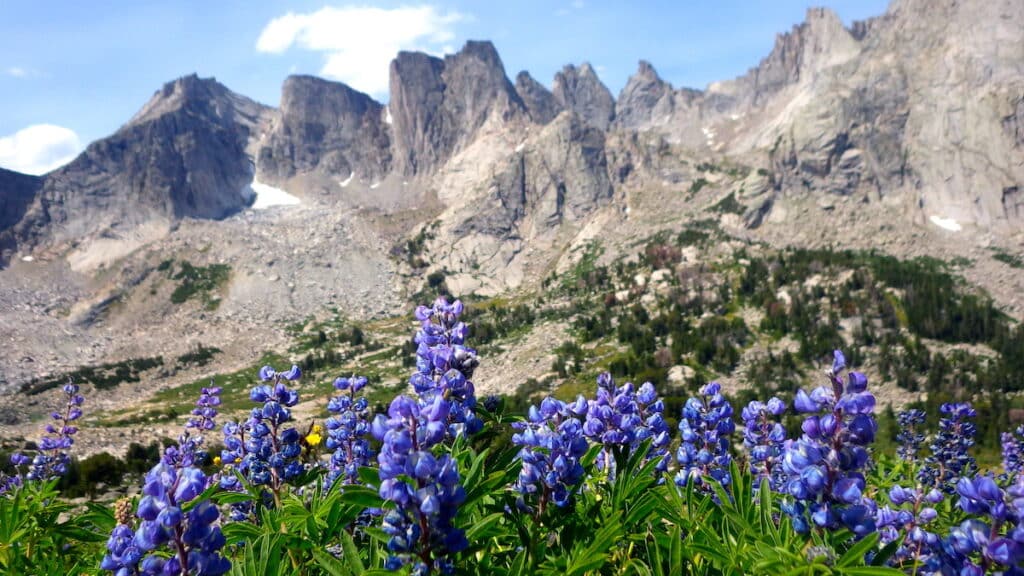 purple lupine wildflowers with Cirque of the Towers in the distance