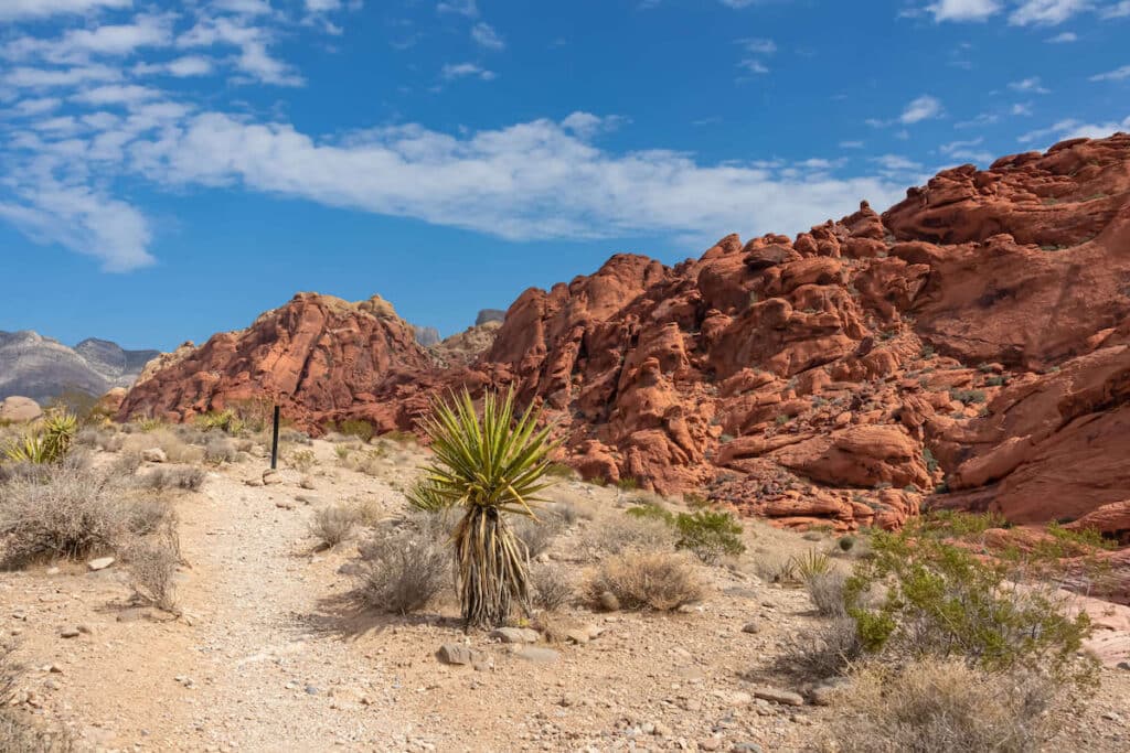 Calico Tanks Trail through the desert outside of Las Vegas, Nevada with red rock formations on righthand side
