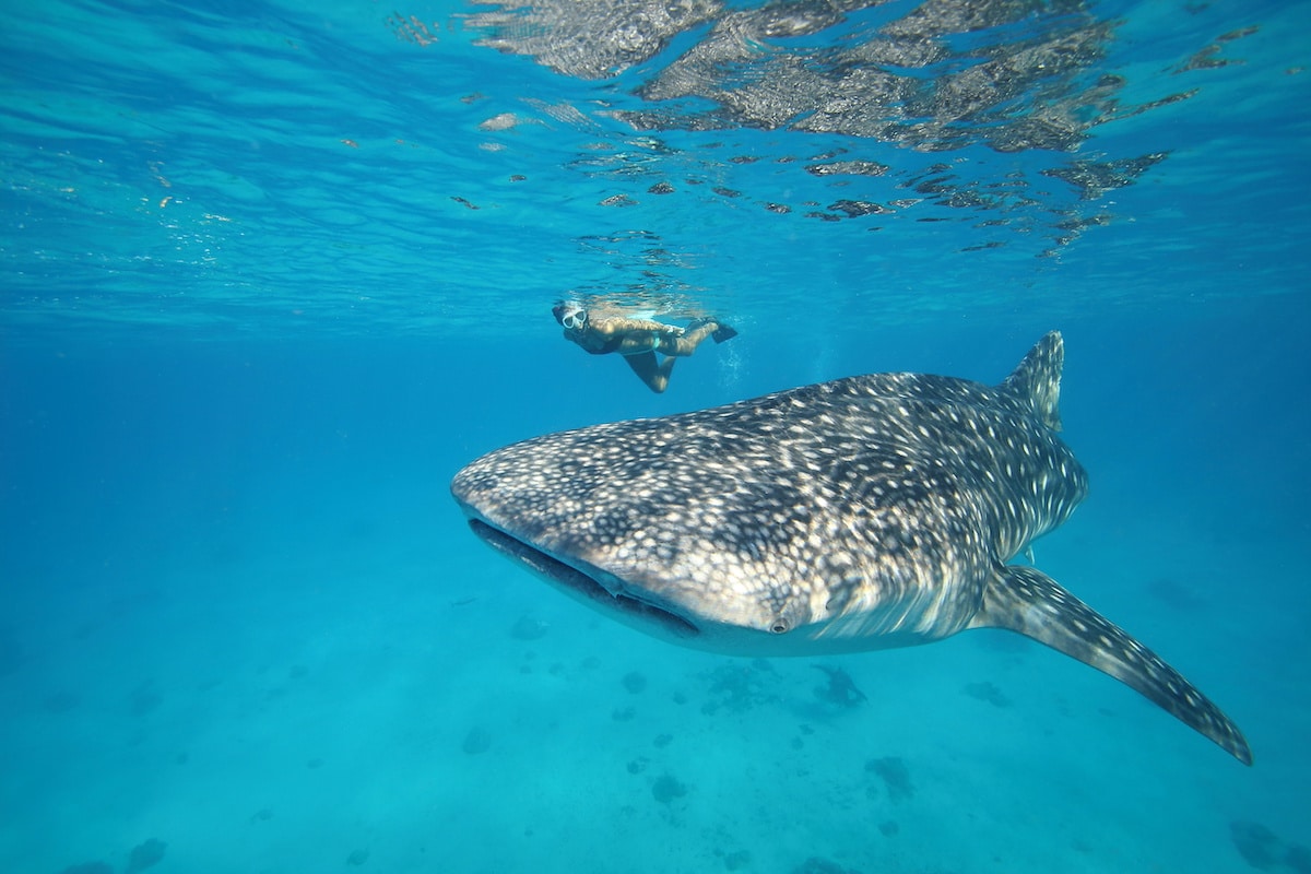 person snorkeling next to a large whale shark