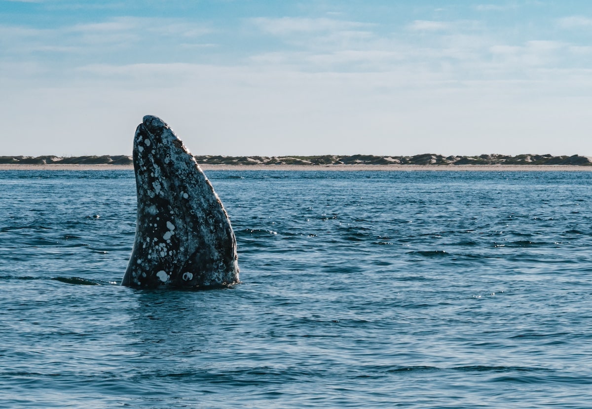 A grey whale surfaces in Magdalena Bay, Baja California Sur