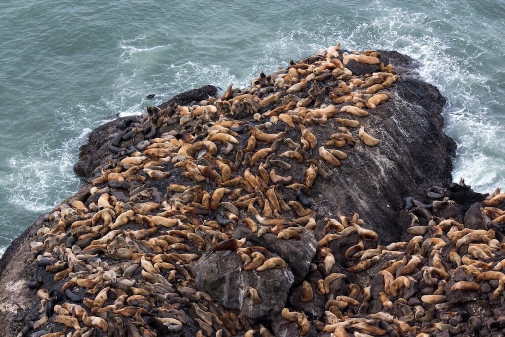 Sea Lion caves in Oregon