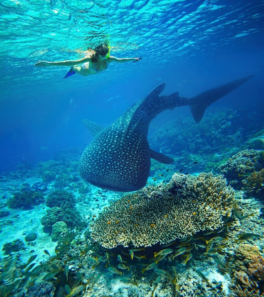 a woman snorkels with a whale shark