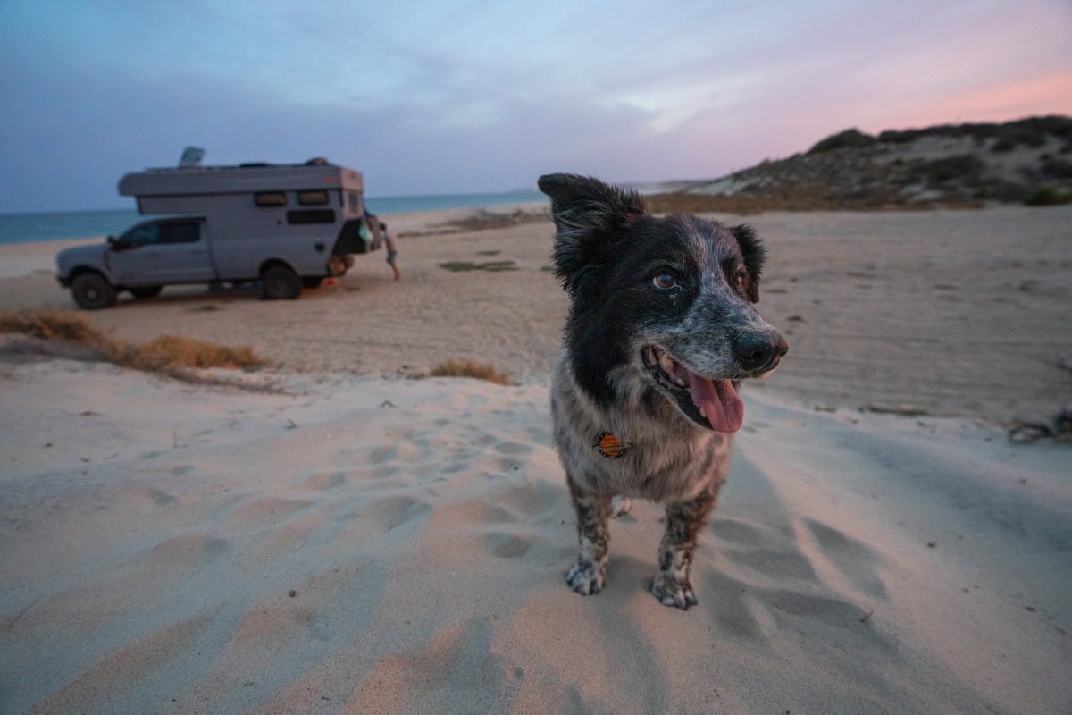 Border Collie on beach with a Rossmonster Baja Trail truck camper in the background at sunset