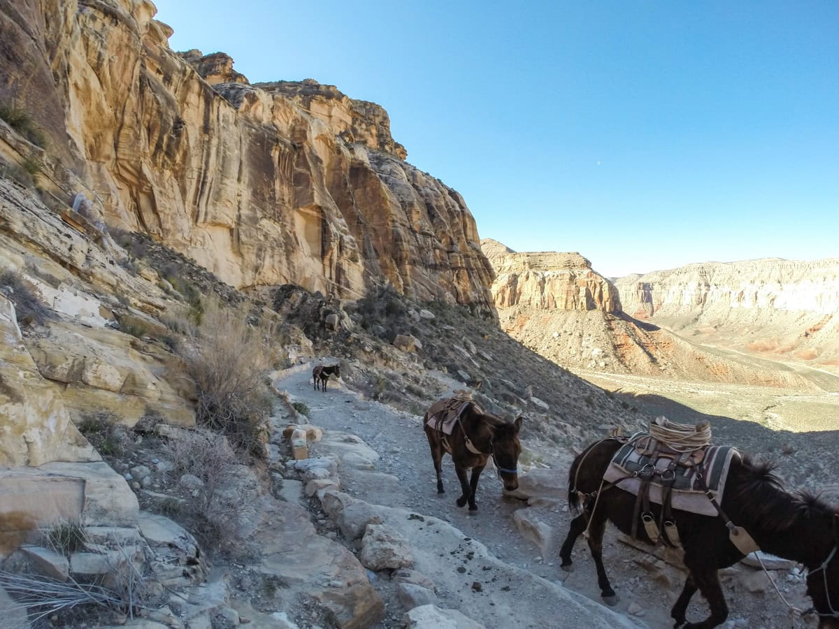 Pack mules on the Havasu Falls trail